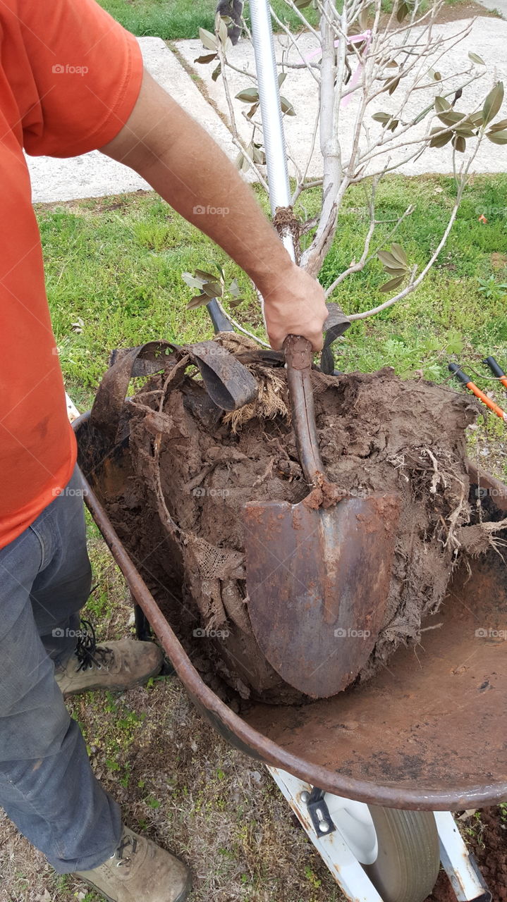 planting a magnolia tree