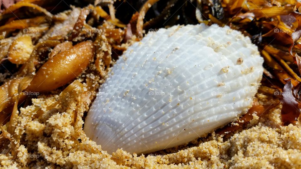 White shell with seaweed on a sandy beach