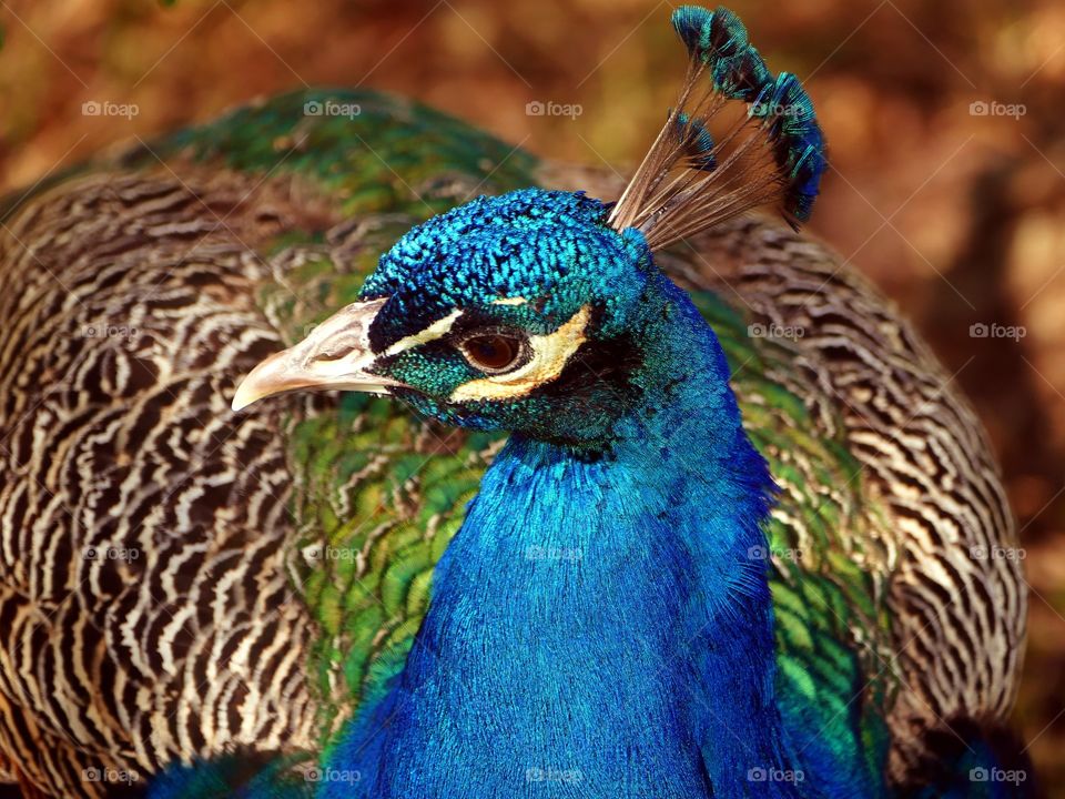 Peacock portrait.