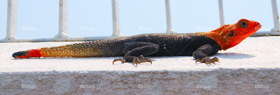 A male common agama lizard, Libreville, Gabon