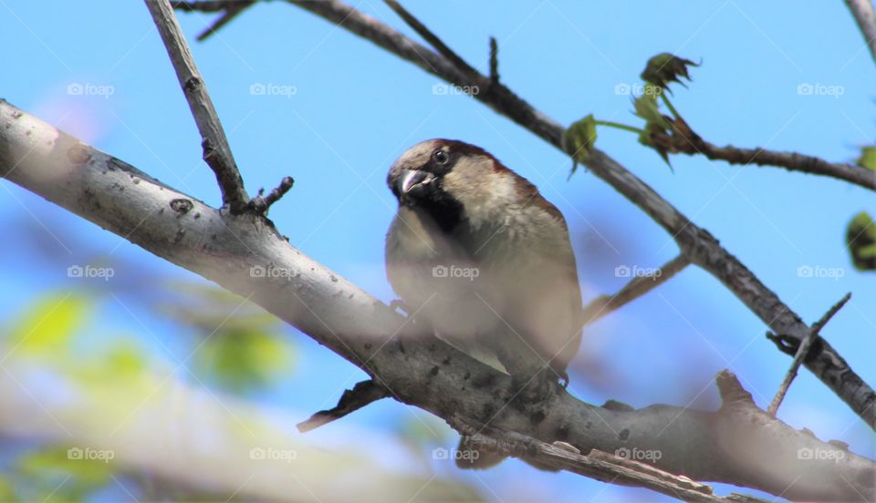 Sparrow looking at camera with head tilted on branch with spring green sprigs and bright blue sky in background 