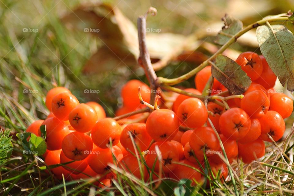 Rowan berries