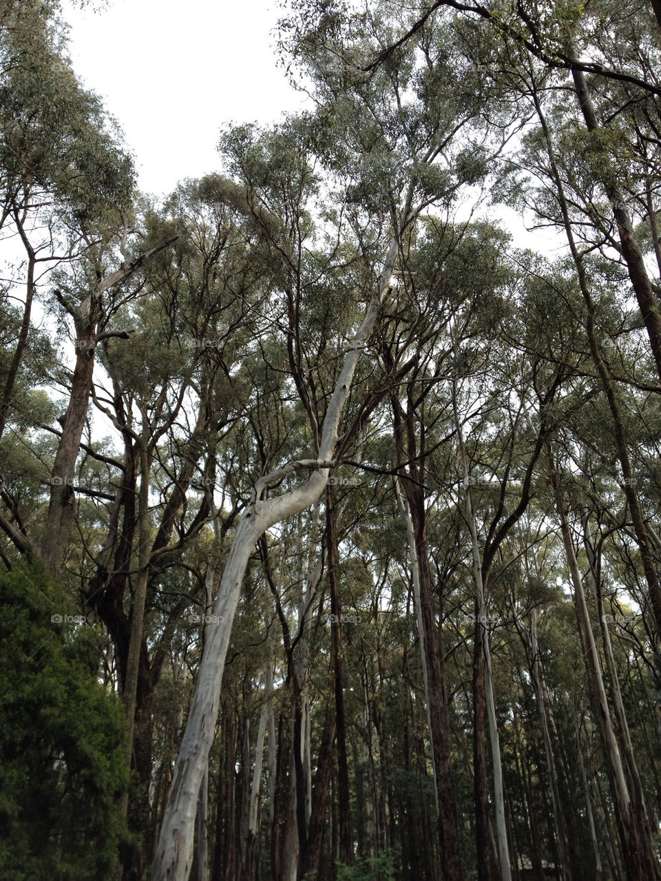 sky tree forest tall by splicanka
