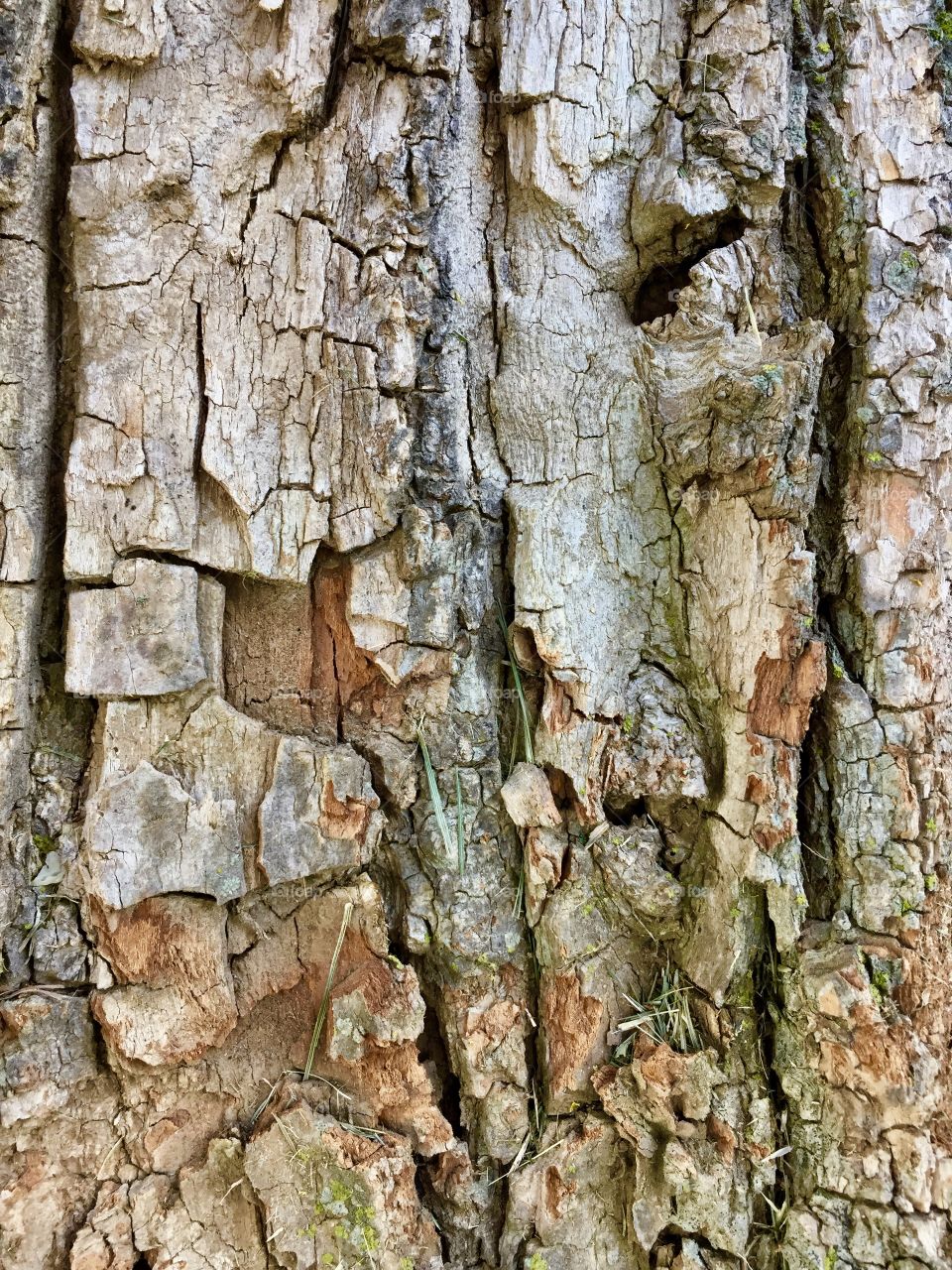 Close-up of tree bark