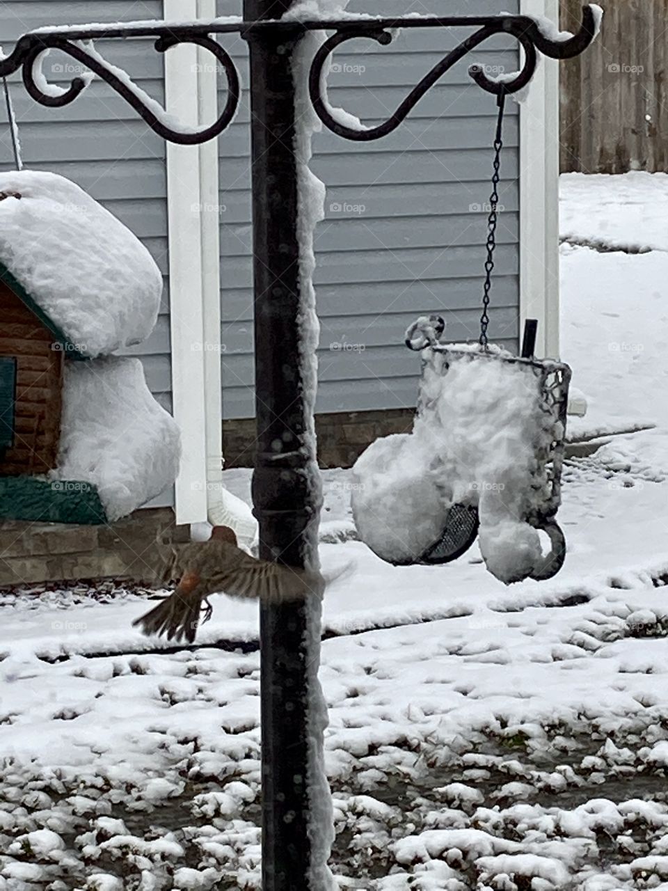 Bird in flight to snow covered bird feeder 