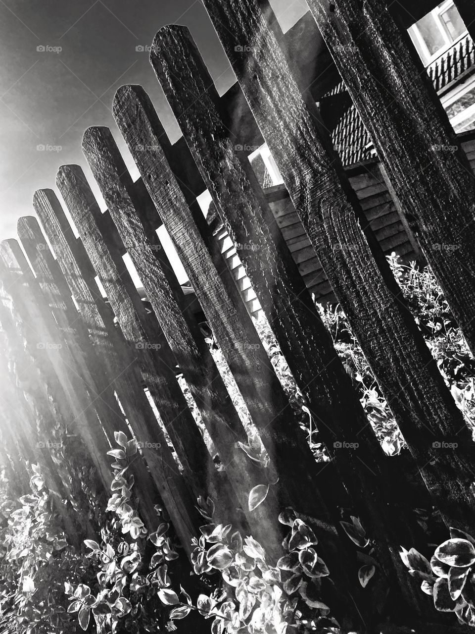 Fencing with shrub in black and white. Bright morning sunlit gives image a pleasing contrast of light and shadow