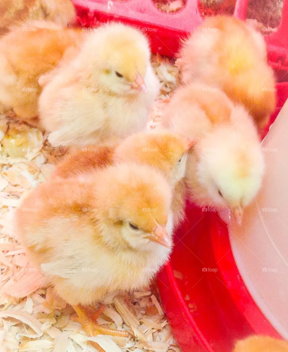 Cheep cheep