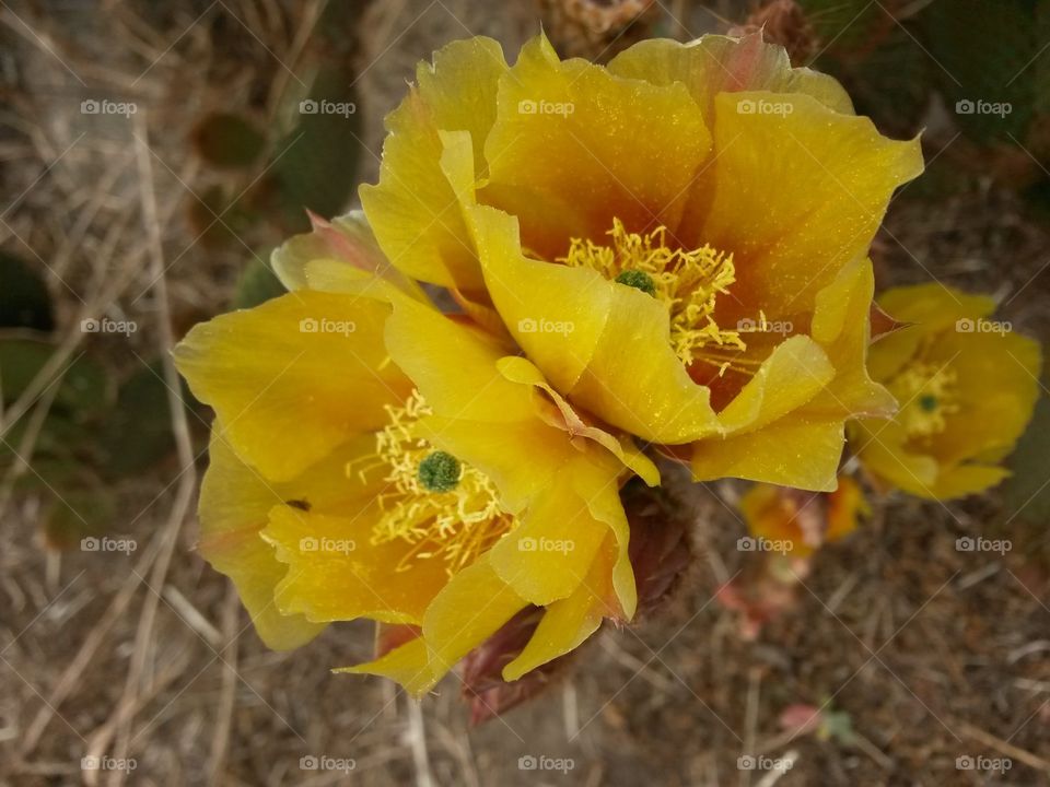 cuctus flowers