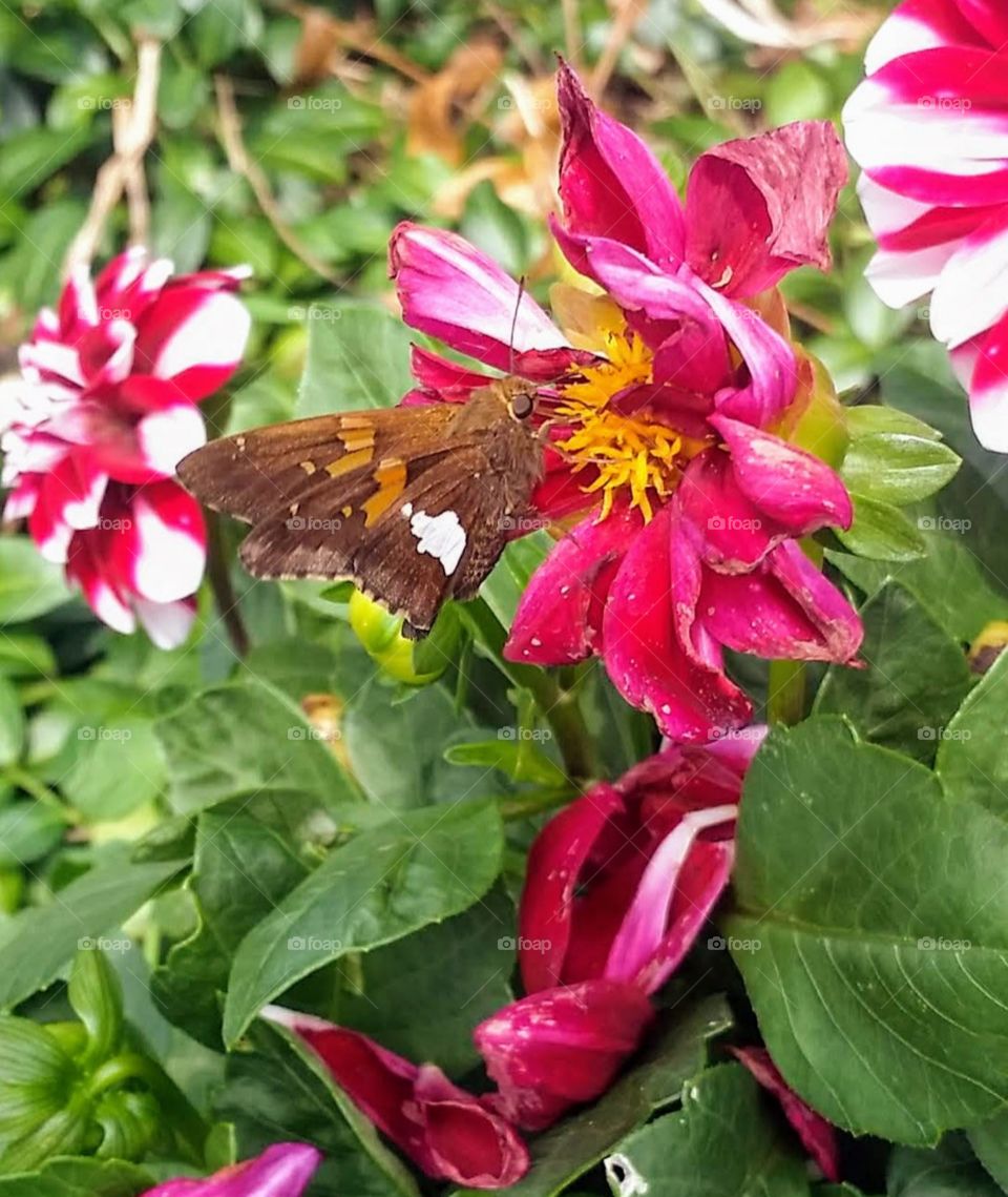 a butterfly on a dahlia