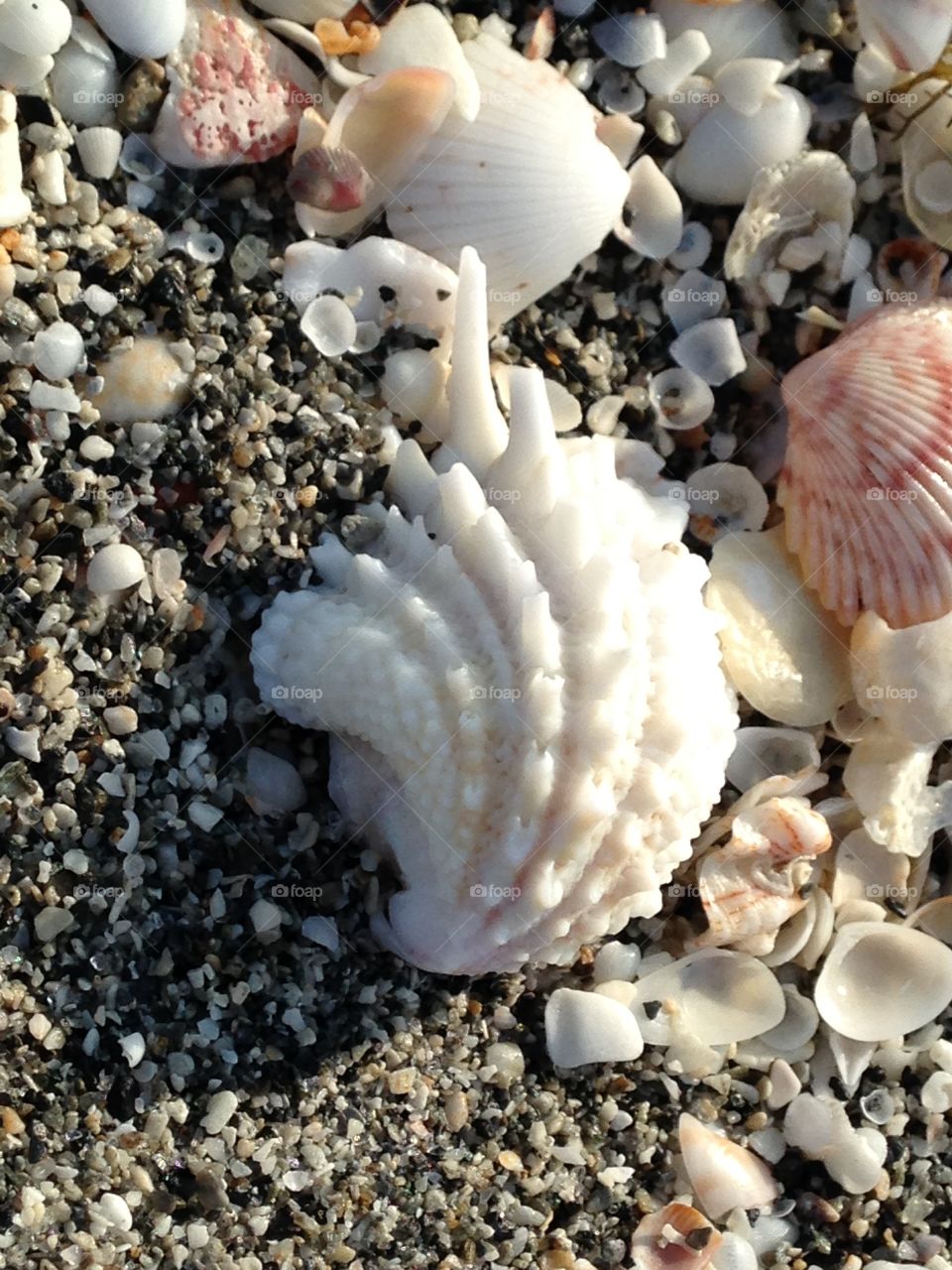 Sea shells 