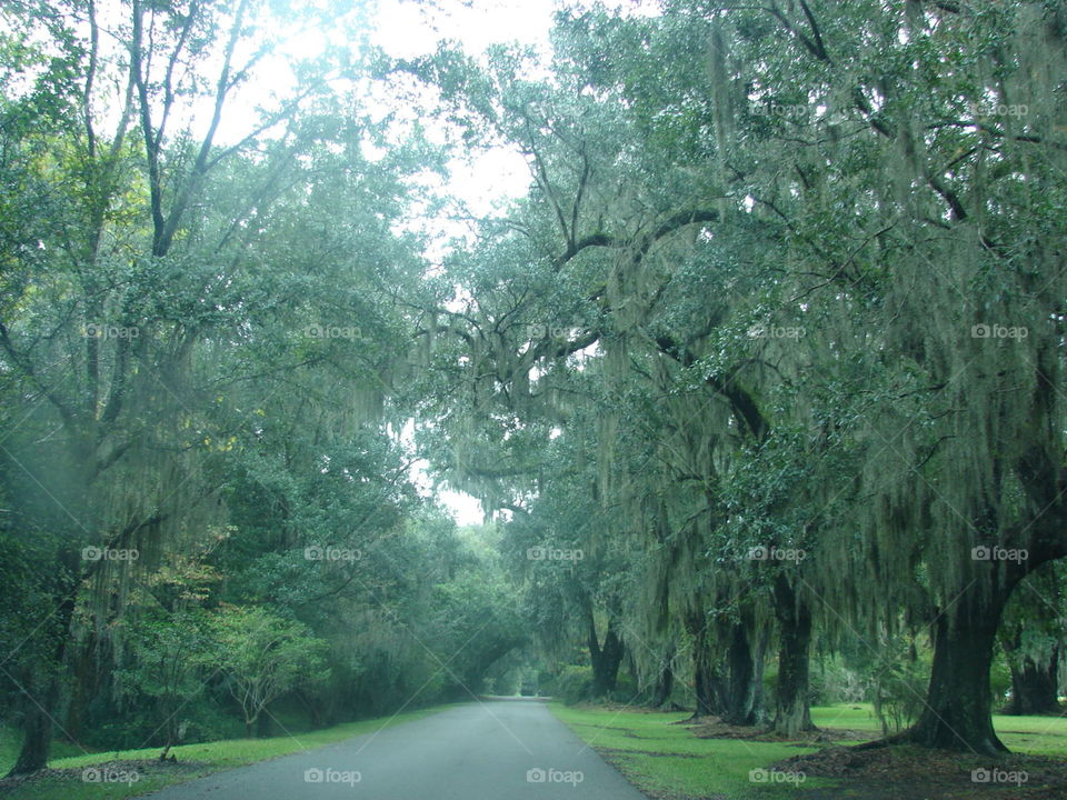 Mossy tree lined road 