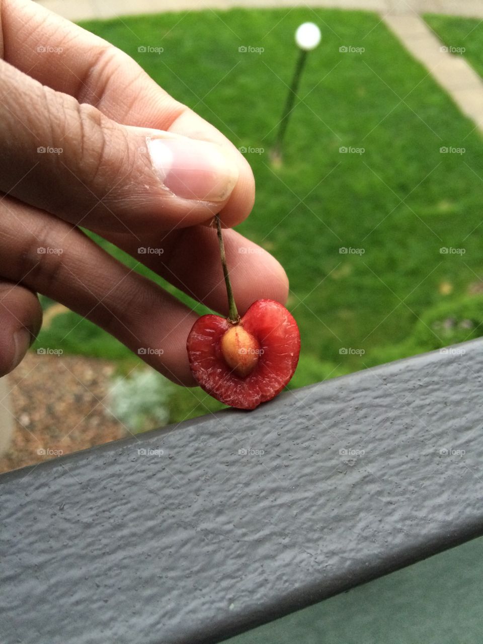 Cherry . Fruit