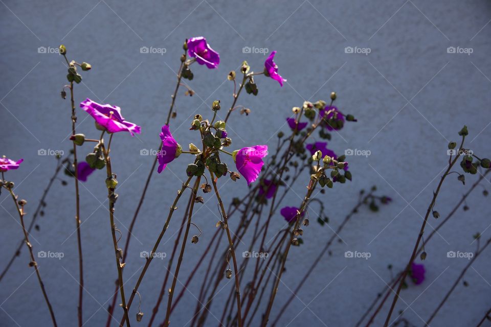 Calandrina, drought resistant plant