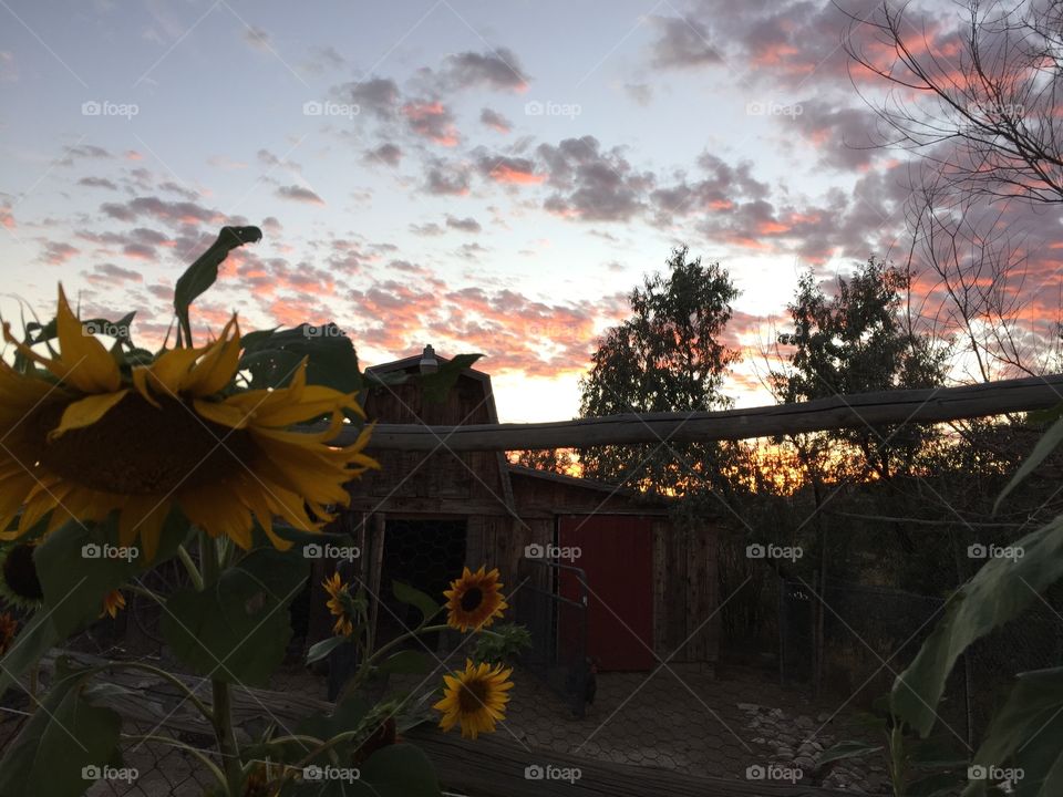 Sunflower Sunset . Beautiful Wyoming sunset 