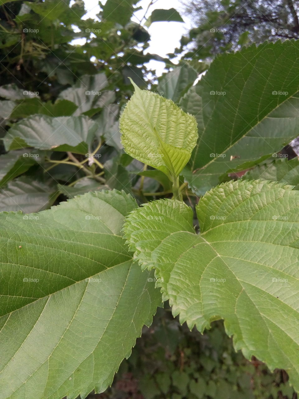 Beutyful green leafs in garden