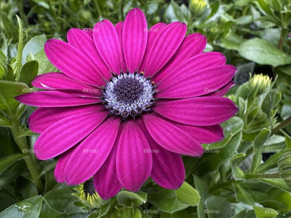 One Cape Marguerite flower. Beautiful purple daisy in the garden. Osteopermum ecklonis. 