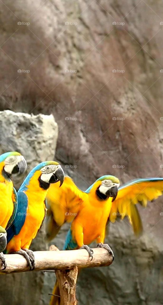 Incredible Bright and vibrant image of stunning yellow birds on a perch 