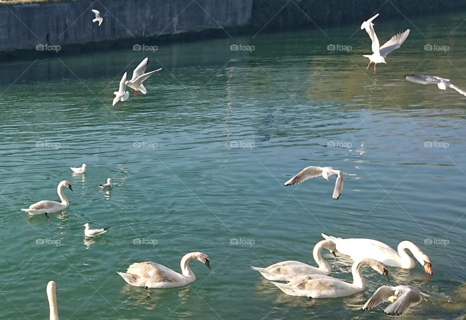 close up birds, seagulls in sea, swans swimming, motion 7