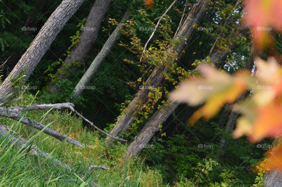 Forest with blurred leaves