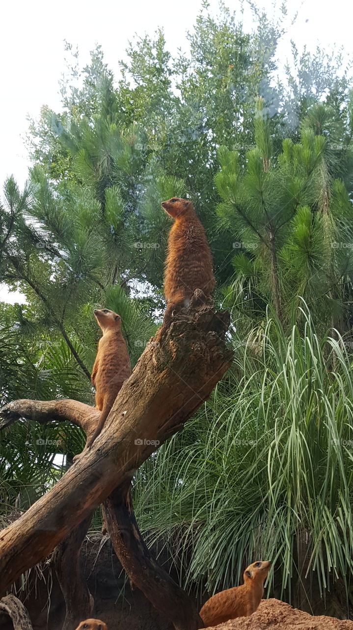 Meerkats at Brevard Zoo
