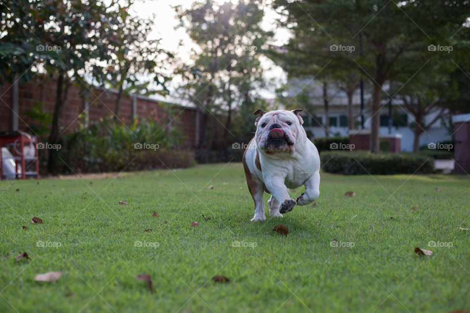 White English Bulldog run on the grass and show tounge in the park