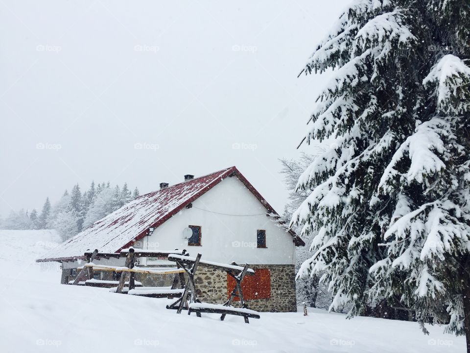 House and evergreen tree covered in snow