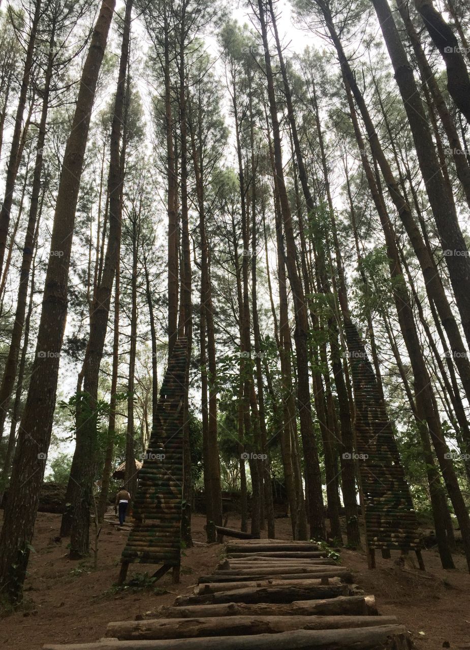 Makin banyak pohon makaalin banyak oksigen yang di berikan kepada kita