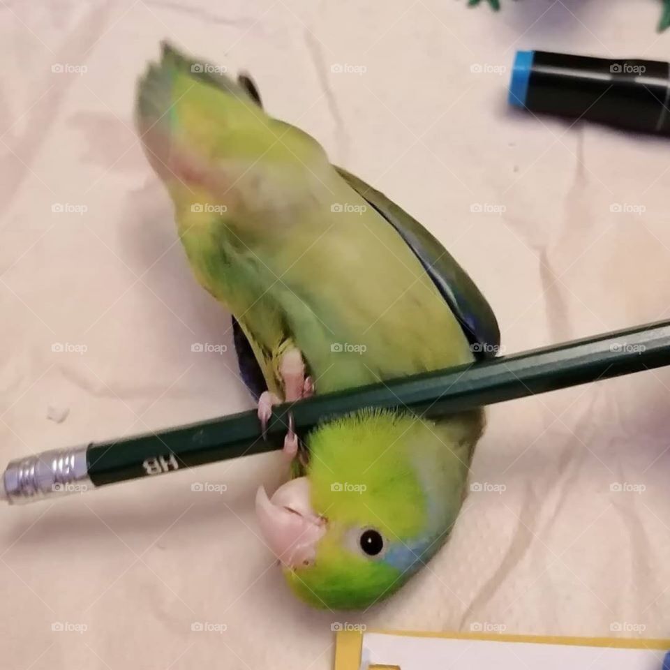 This little bird loves doodling 