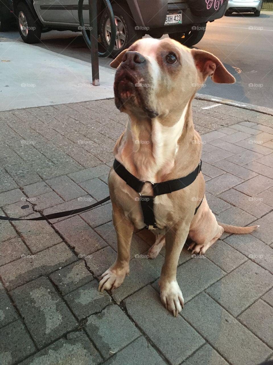 Pit bull enjoying evening out on the town... downtown Lexington Kentucky.... sitting and waiting patiently for a snack