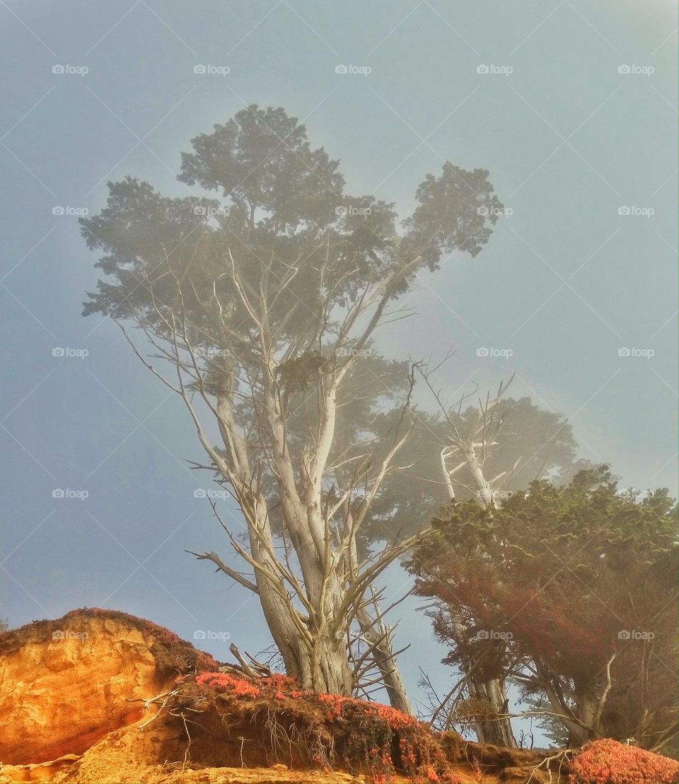 California coast cypress tree