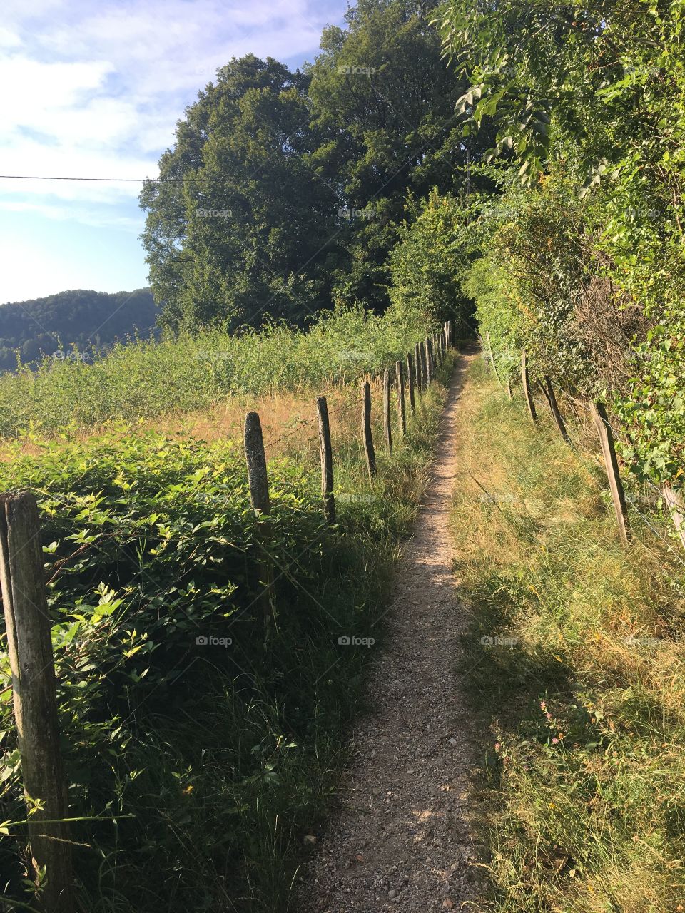 ... my country trail in summer ...