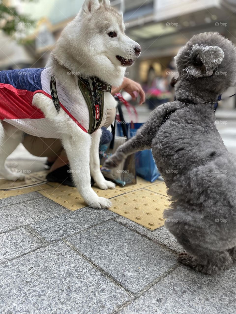 Walking with dog