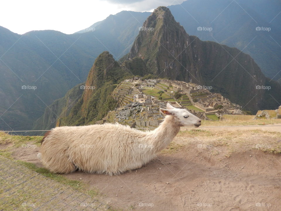llama apreciating view Machu Picchu