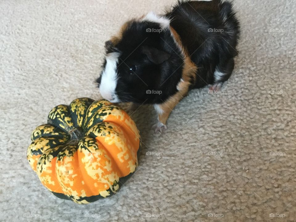Guinea pig biting in to Pumpkin 