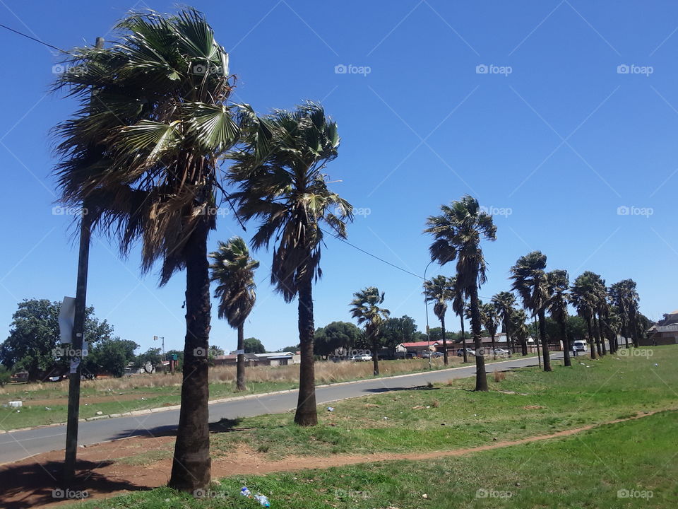 A Palm ridge residence area from the distance.