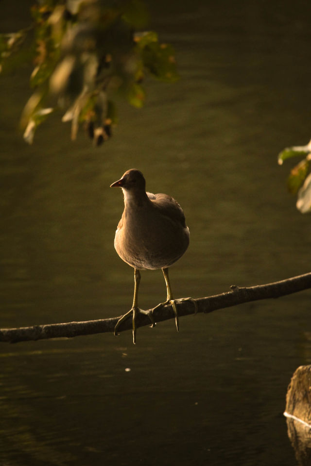 Gans am städtischen See