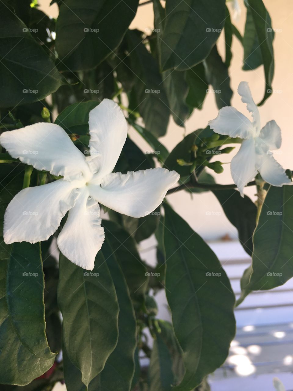 Closeup if a white flower with leaves in the background 