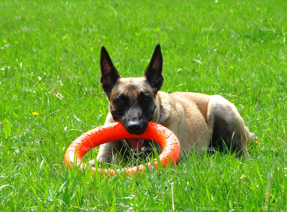 Dog shepherd malinois