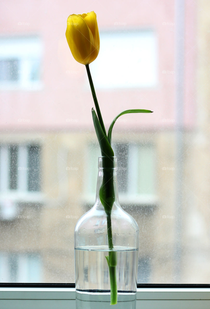 The yellow tulip in the bottle, first spring sign in our home. I gave it to my mother for Women's Day.