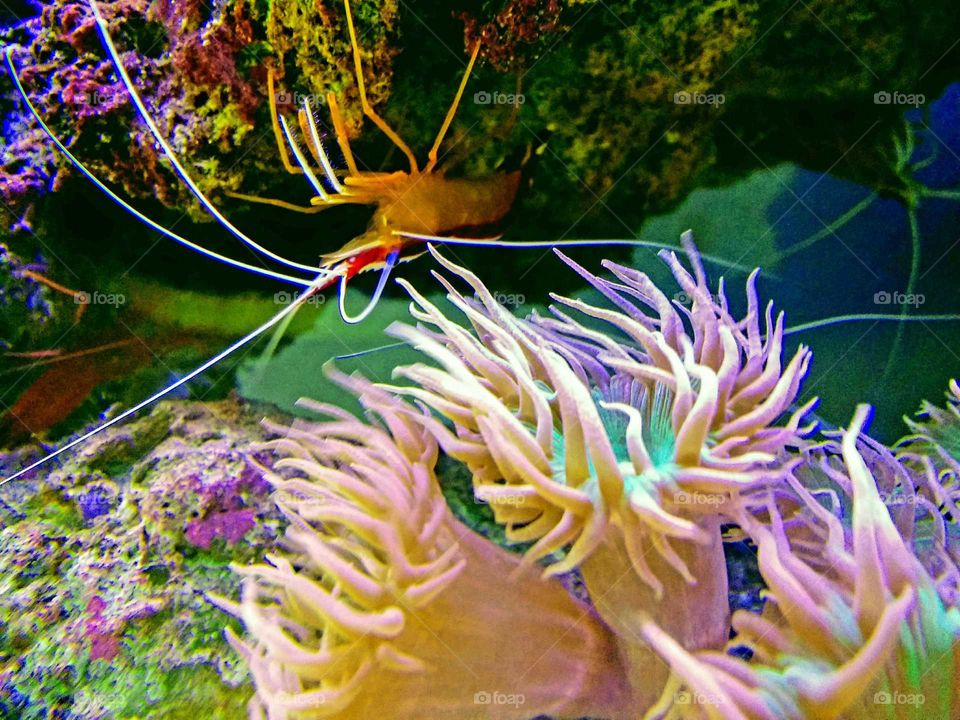 A shrimp hanging upside down over sea anemones