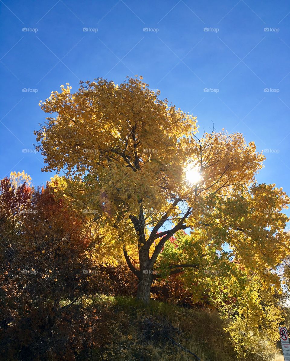 Tree, Fall, Leaf, No Person, Landscape