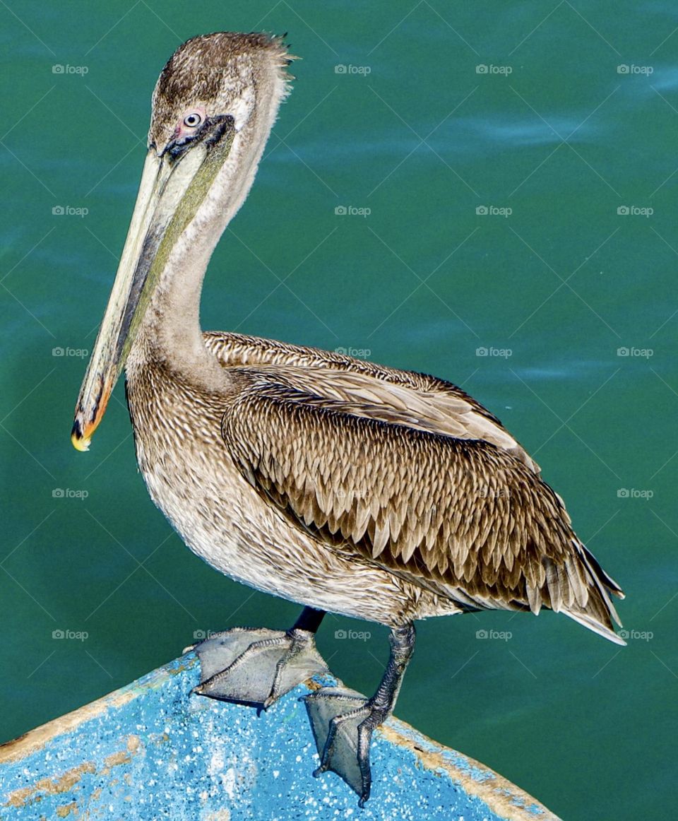 A brown pelican takes its place at the bow of the boat.