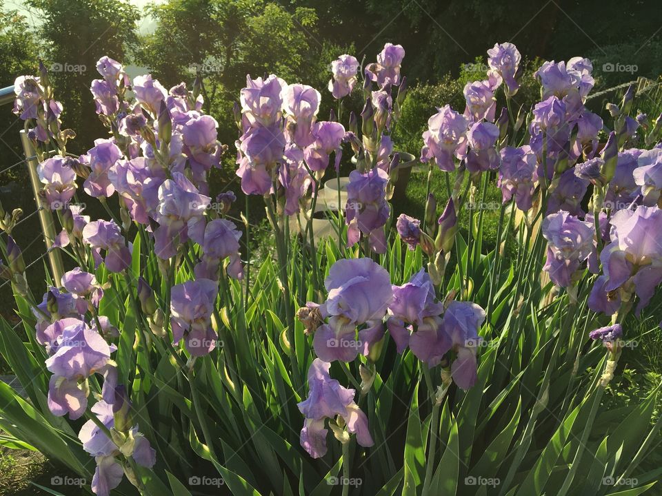 Iris in morning light