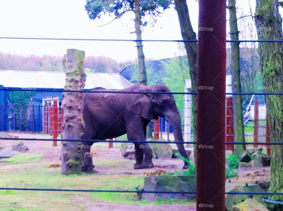 Elephant