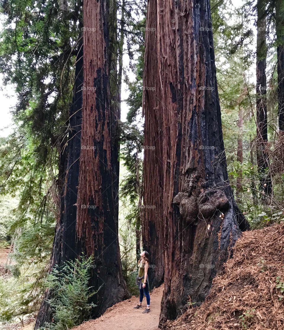Young female looking up at huge redwood trees, showing the vastness of nature versus humans. This was taken on a hike in the Big Sur State Park in California 