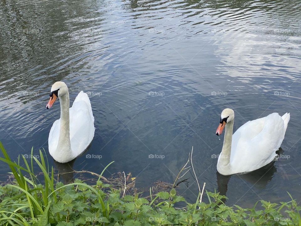 Swans 