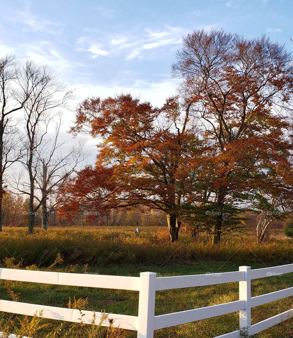 Colorful Fall Tree in an Overgrown Field