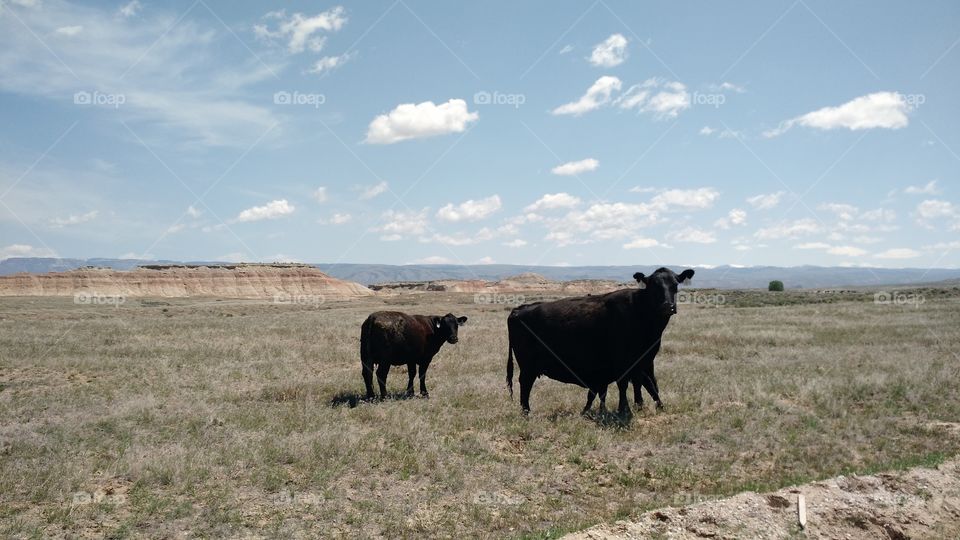 Wyoming cattle