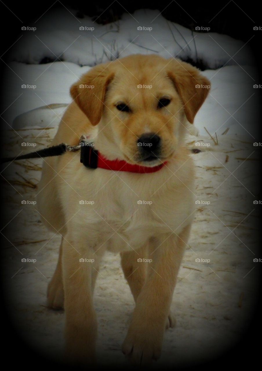 This is a little lab mix puppy on a cold snowy winter day in Ohio.