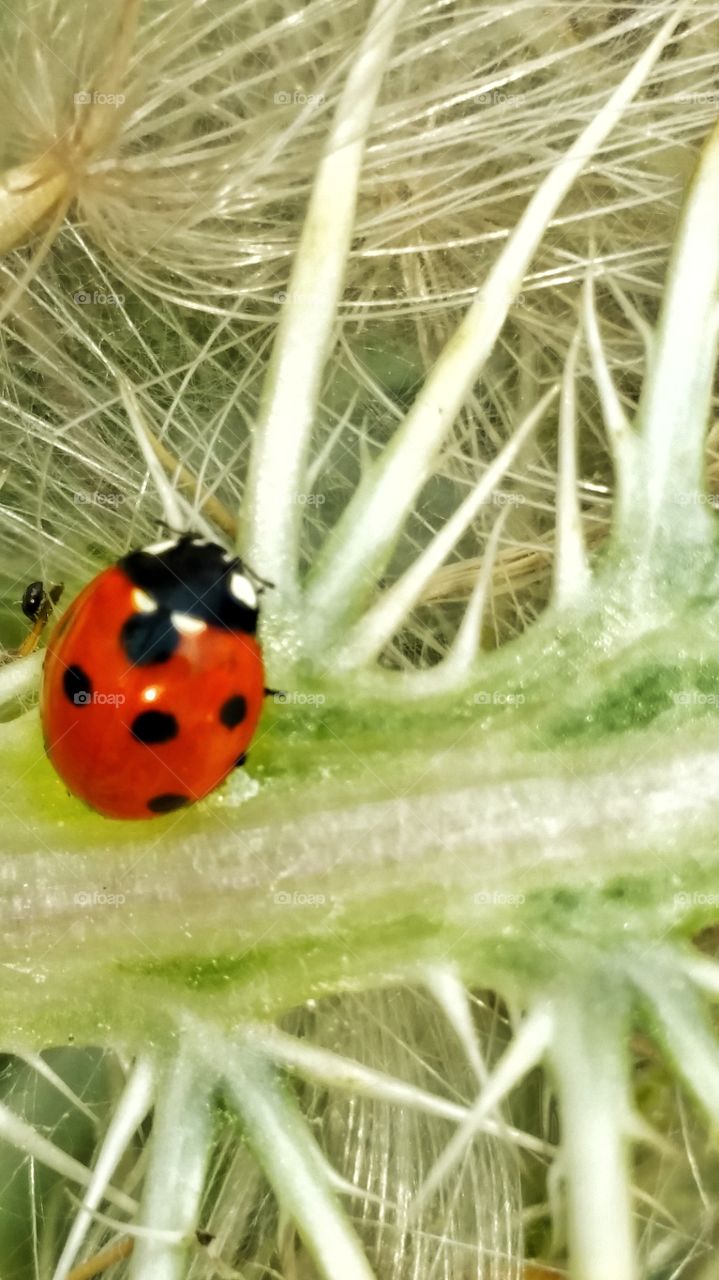 lady bug on thistle flower